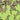 Chartreuse Multi Swatch