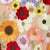 Multi Swatch
